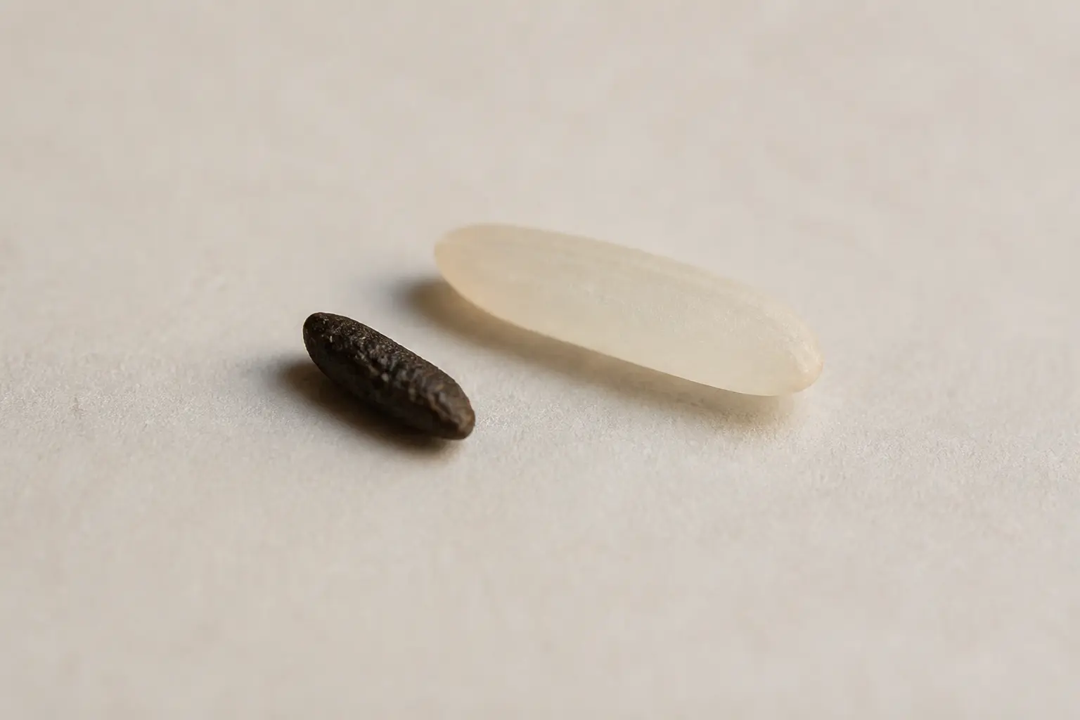 Crotte de souris sombre à côté d’un grain de riz, pour comparer taille et forme en gros plan.