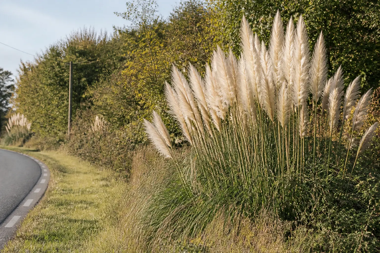 Herbes de la pampa interdiction : touffe de Cortaderia selloana au bord d’une route rurale, végétation envahissante en France